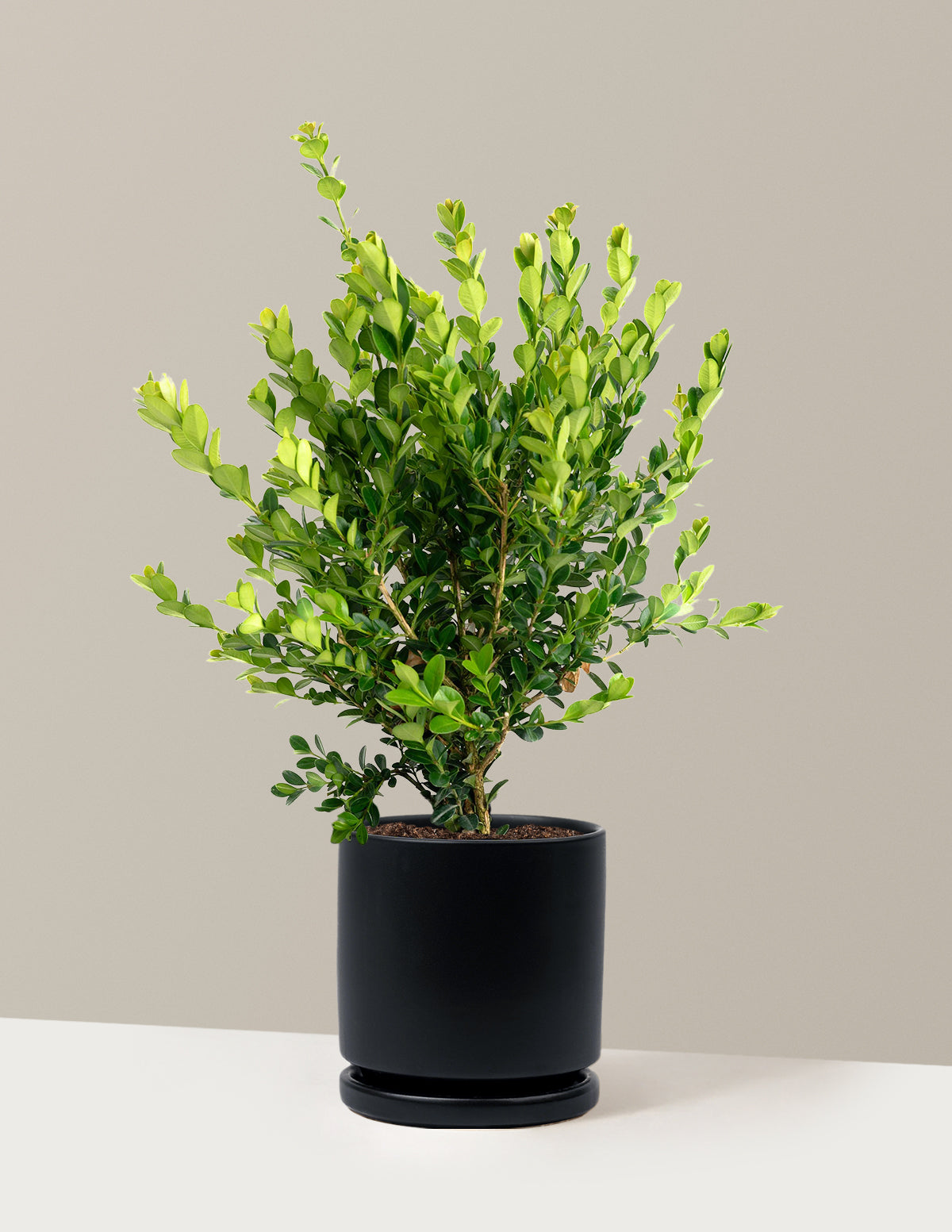 Winter Gem Boxwood
