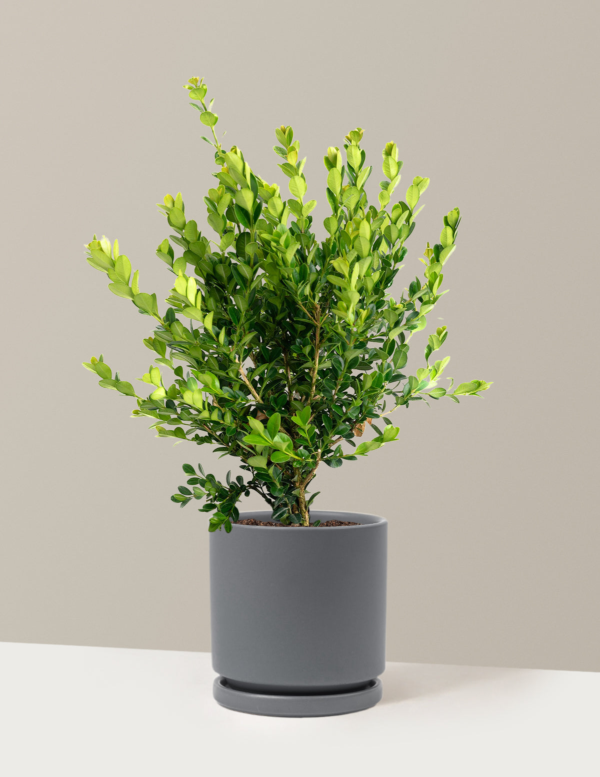 Winter Gem Boxwood
