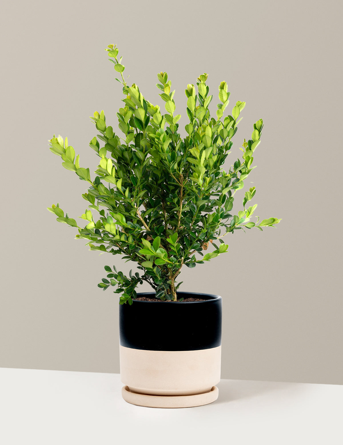 Winter Gem Boxwood