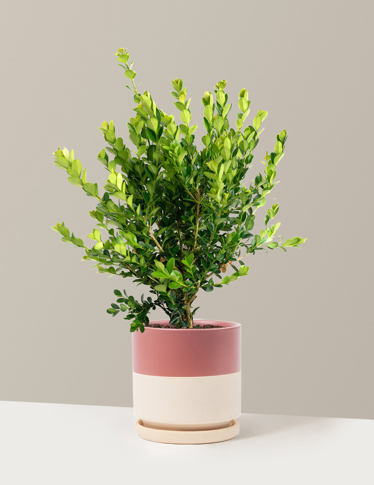 Winter Gem Boxwood