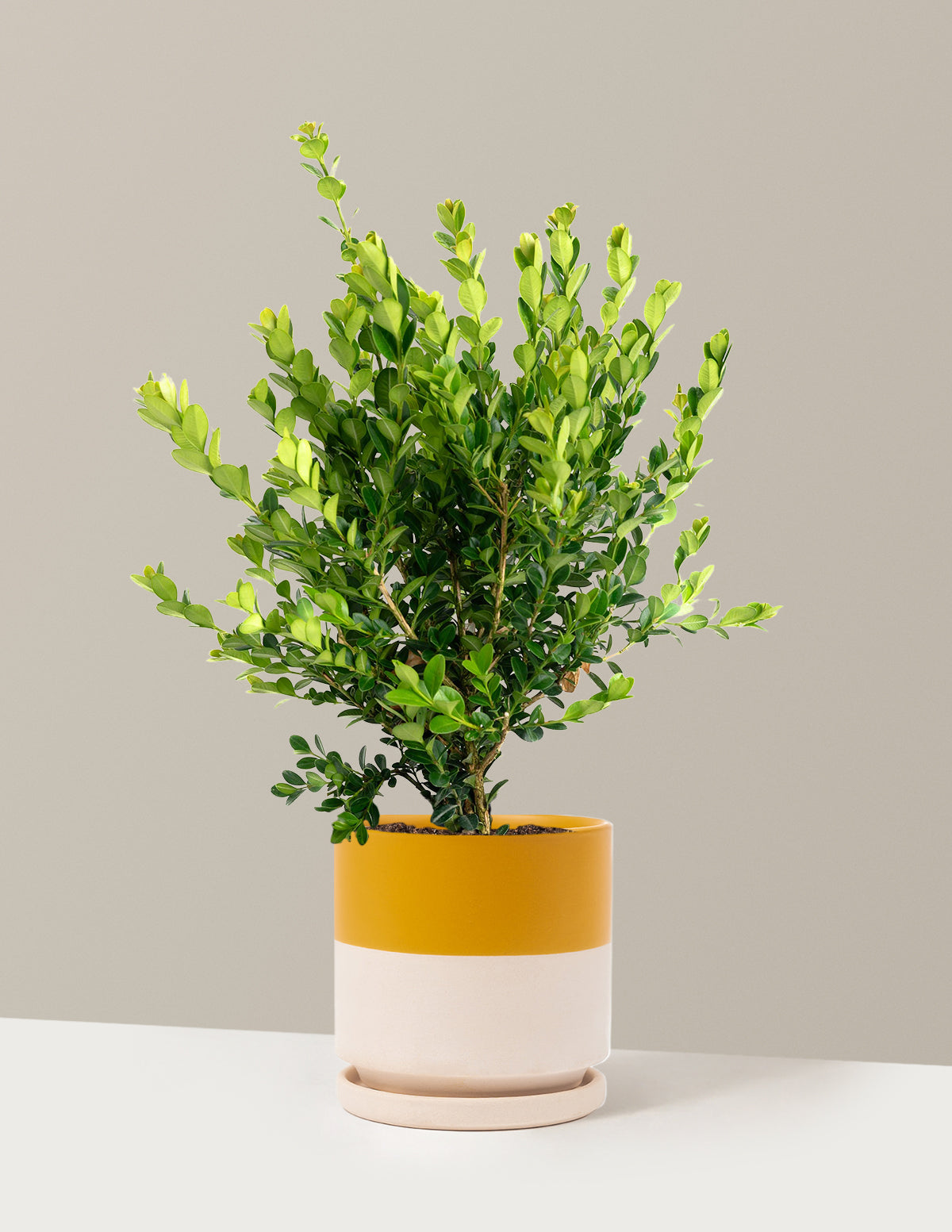 Winter Gem Boxwood