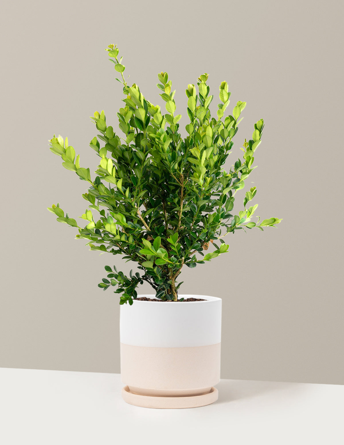 Winter Gem Boxwood