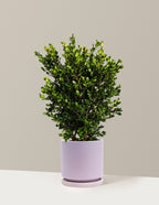 Wintergreen Boxwood