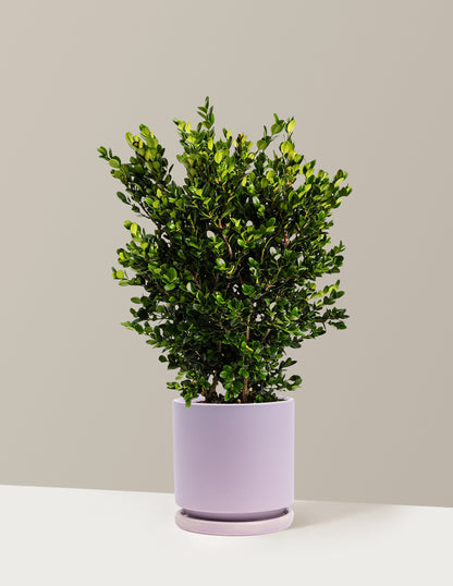 Wintergreen Boxwood