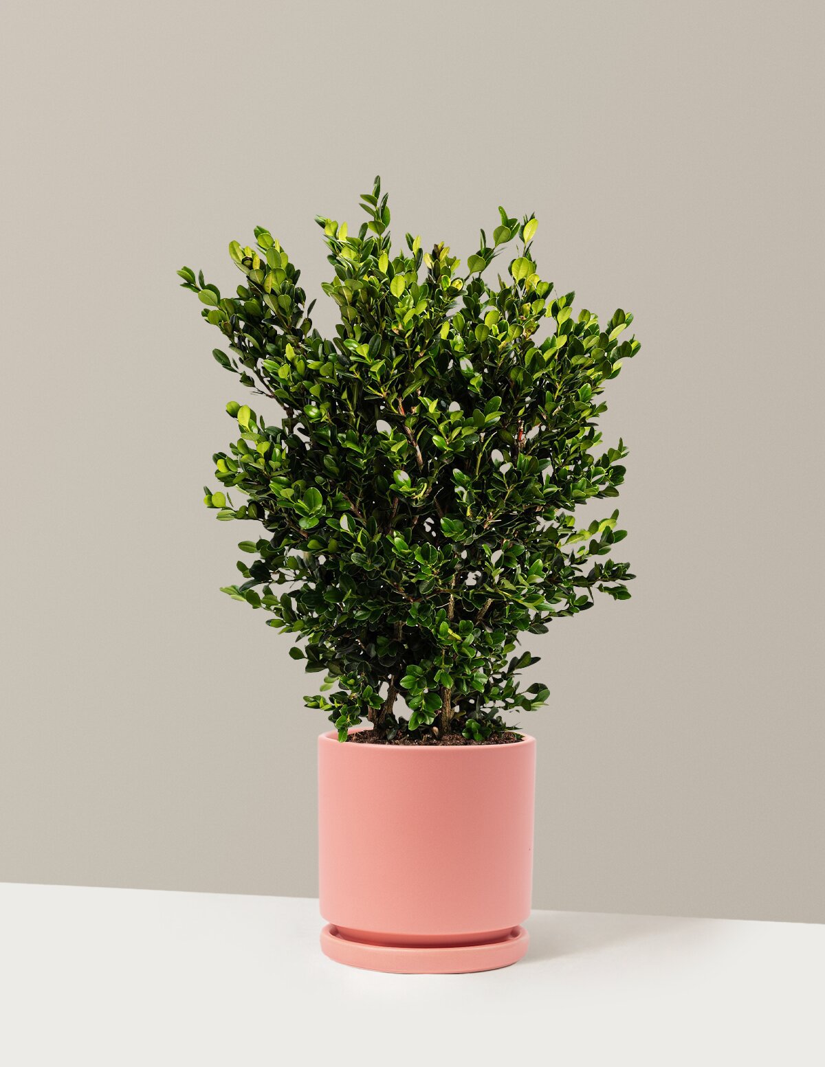 Wintergreen Boxwood