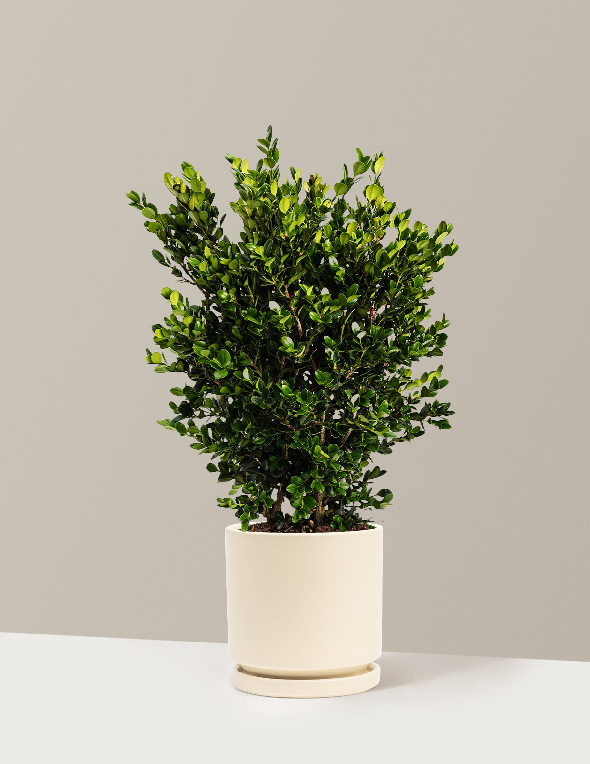 Wintergreen Boxwood