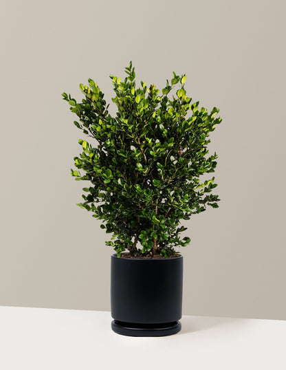 Wintergreen Boxwood