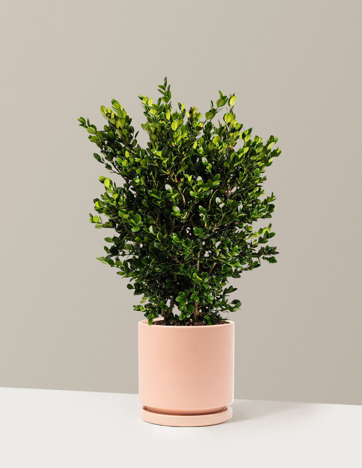 Wintergreen Boxwood