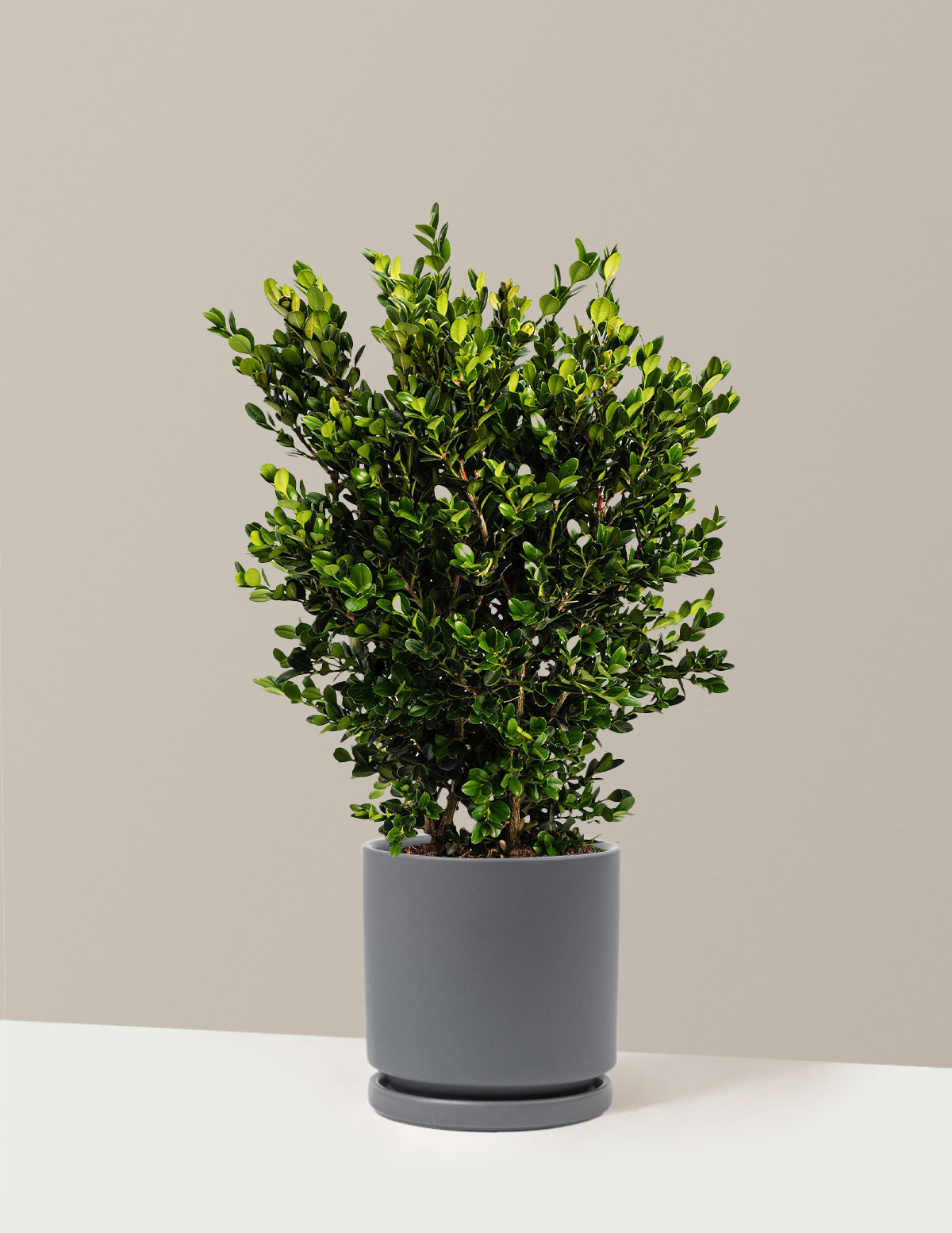 bundle | 1 Gallon | Isabella | Granite