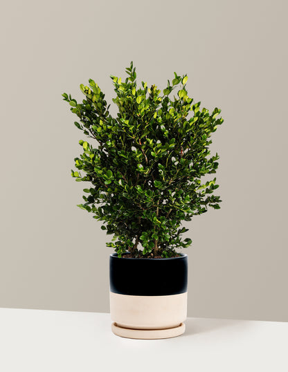 Wintergreen Boxwood