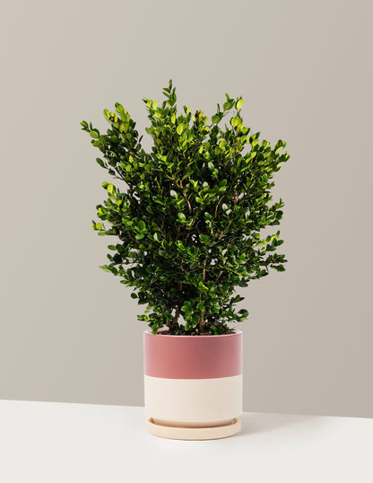 Wintergreen Boxwood