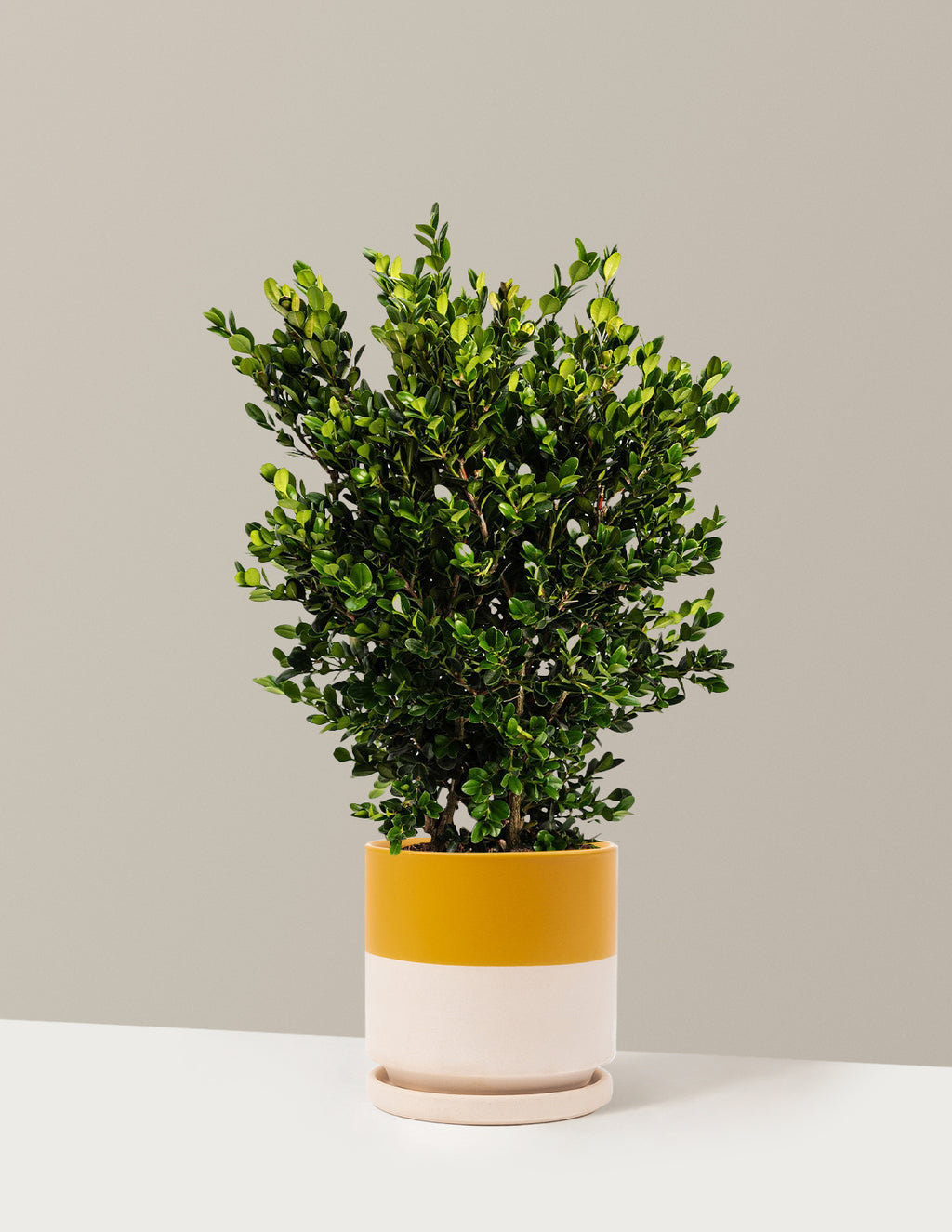 bundle | 1 Gallon | Isabella | Top Half Mustard