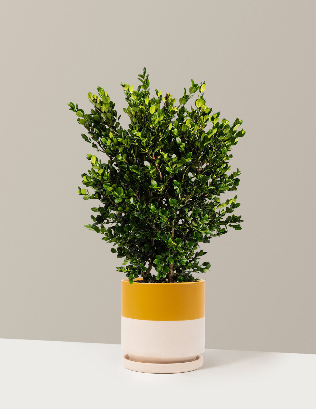 bundle | 1 Gallon | Isabella | Top Half Mustard