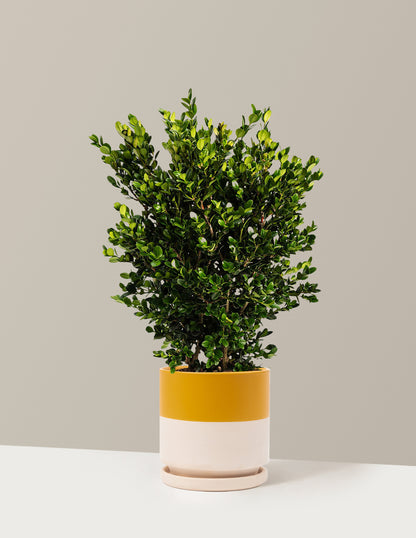 Wintergreen Boxwood