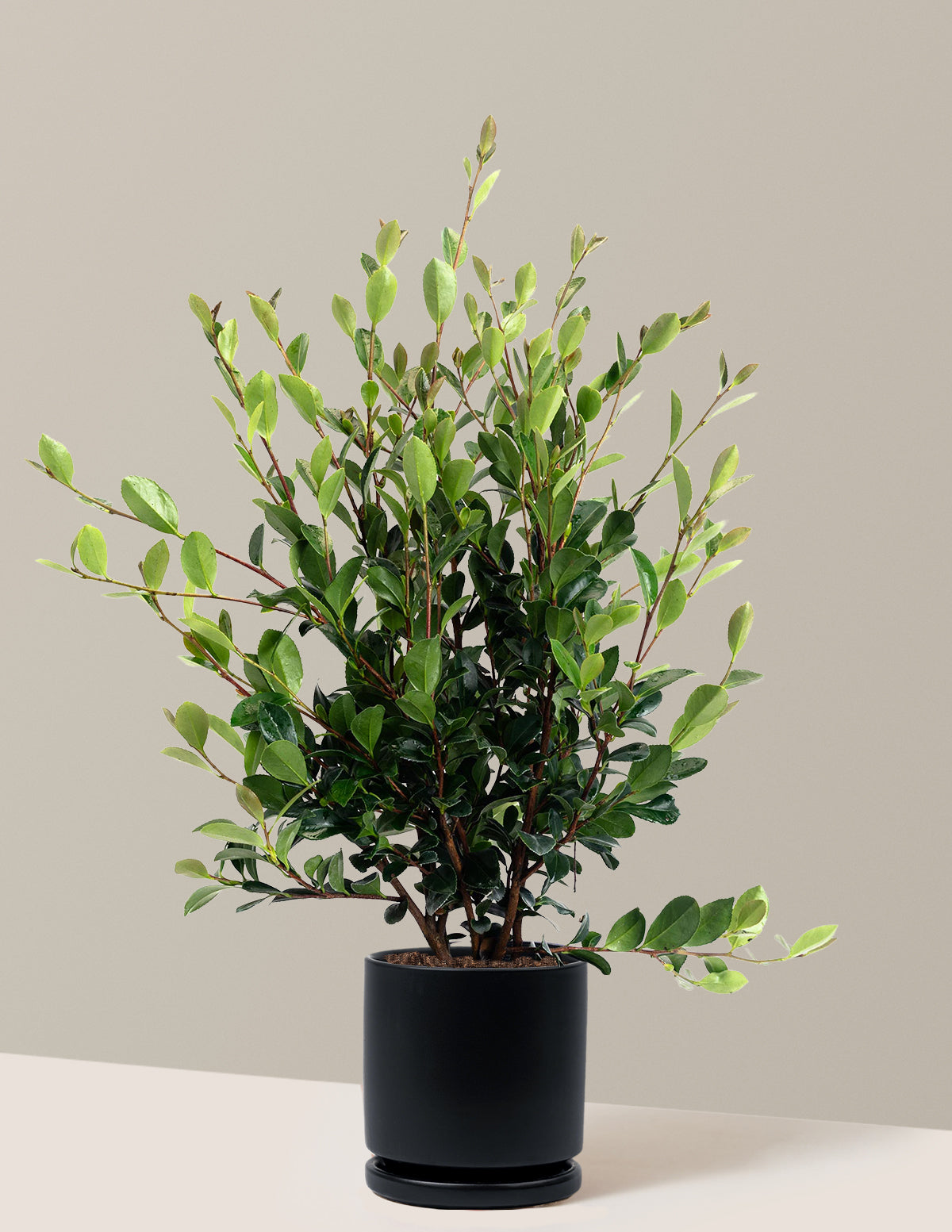Yuletide Camellia