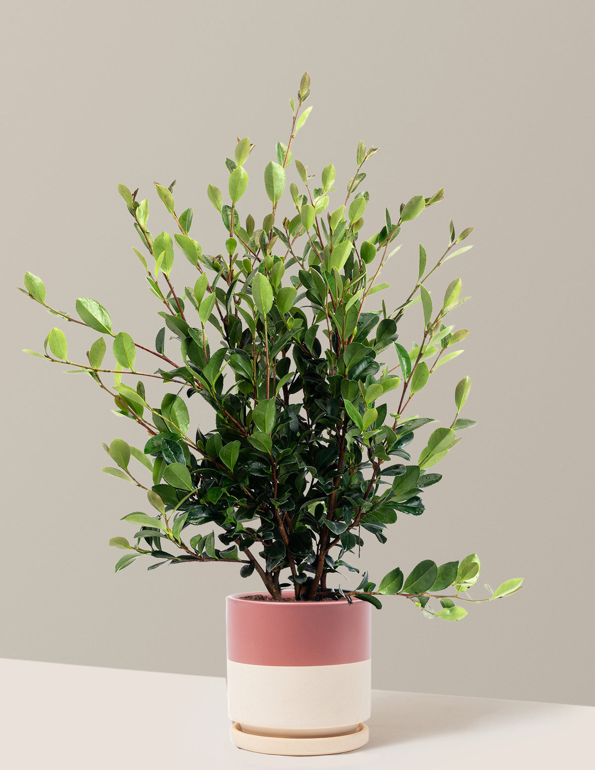 Yuletide Camellia