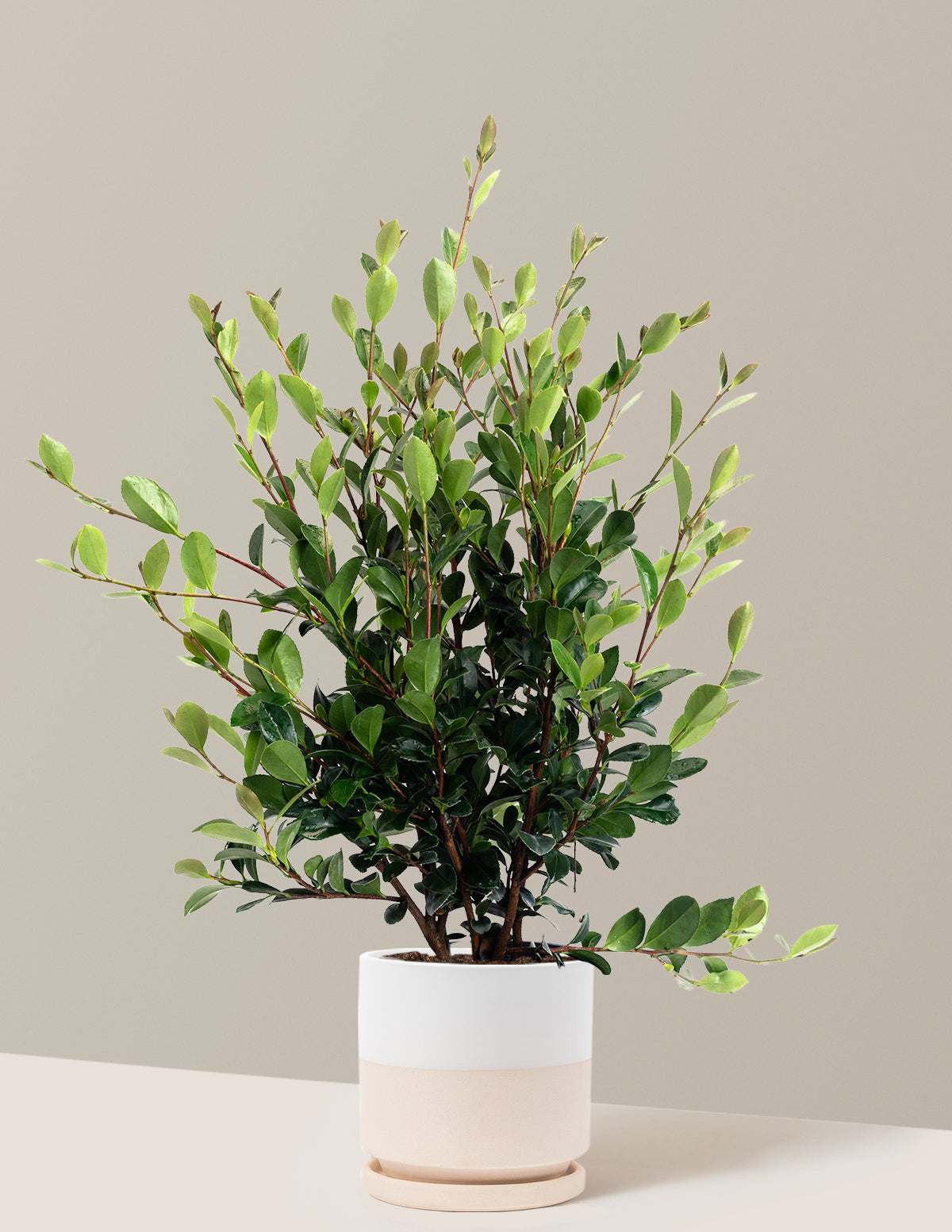 Yuletide Camellia
