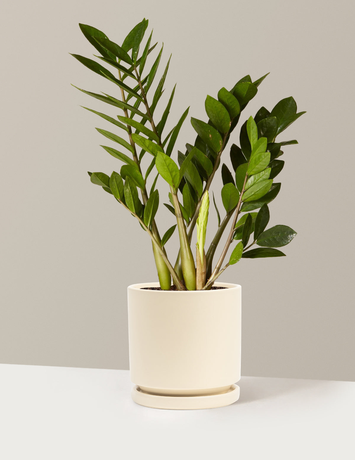 ZZ Plant