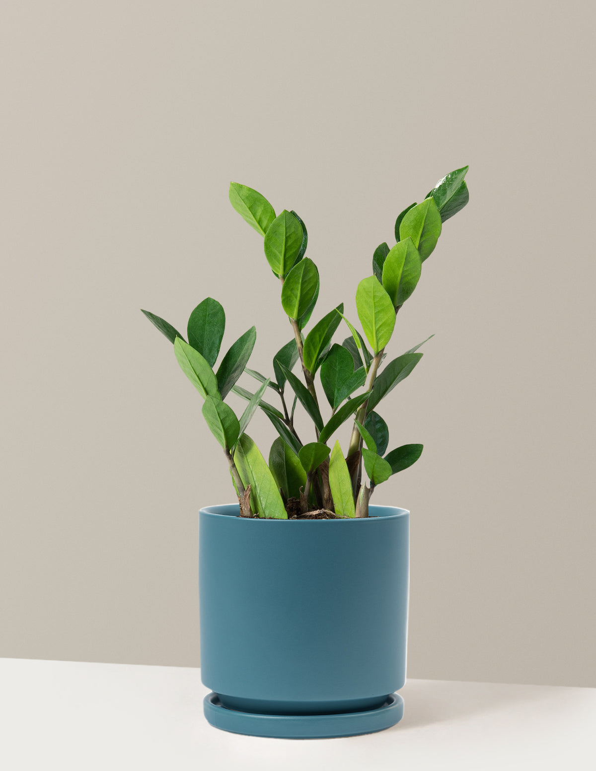 bundle | Medium | Isabella | Antique Teal