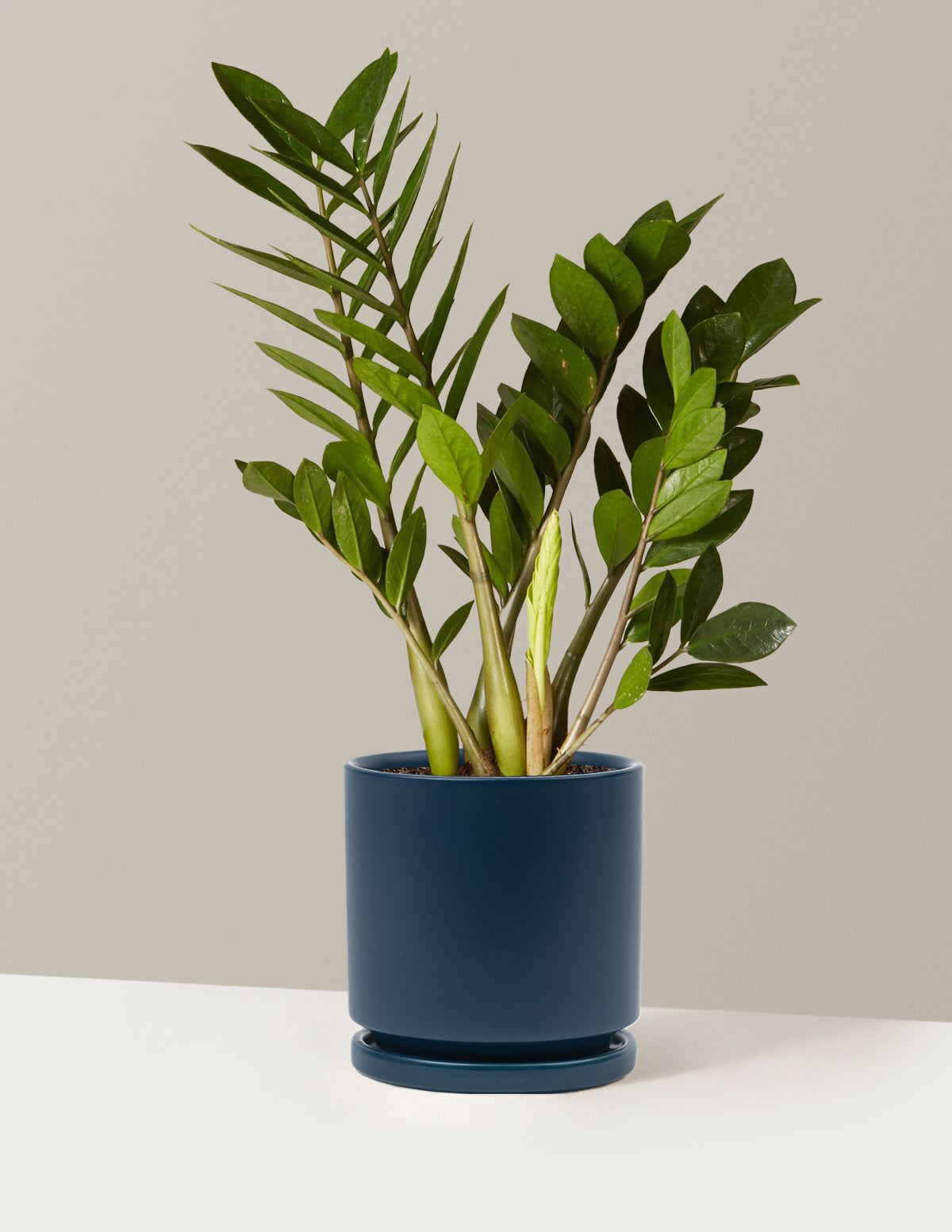ZZ Plant