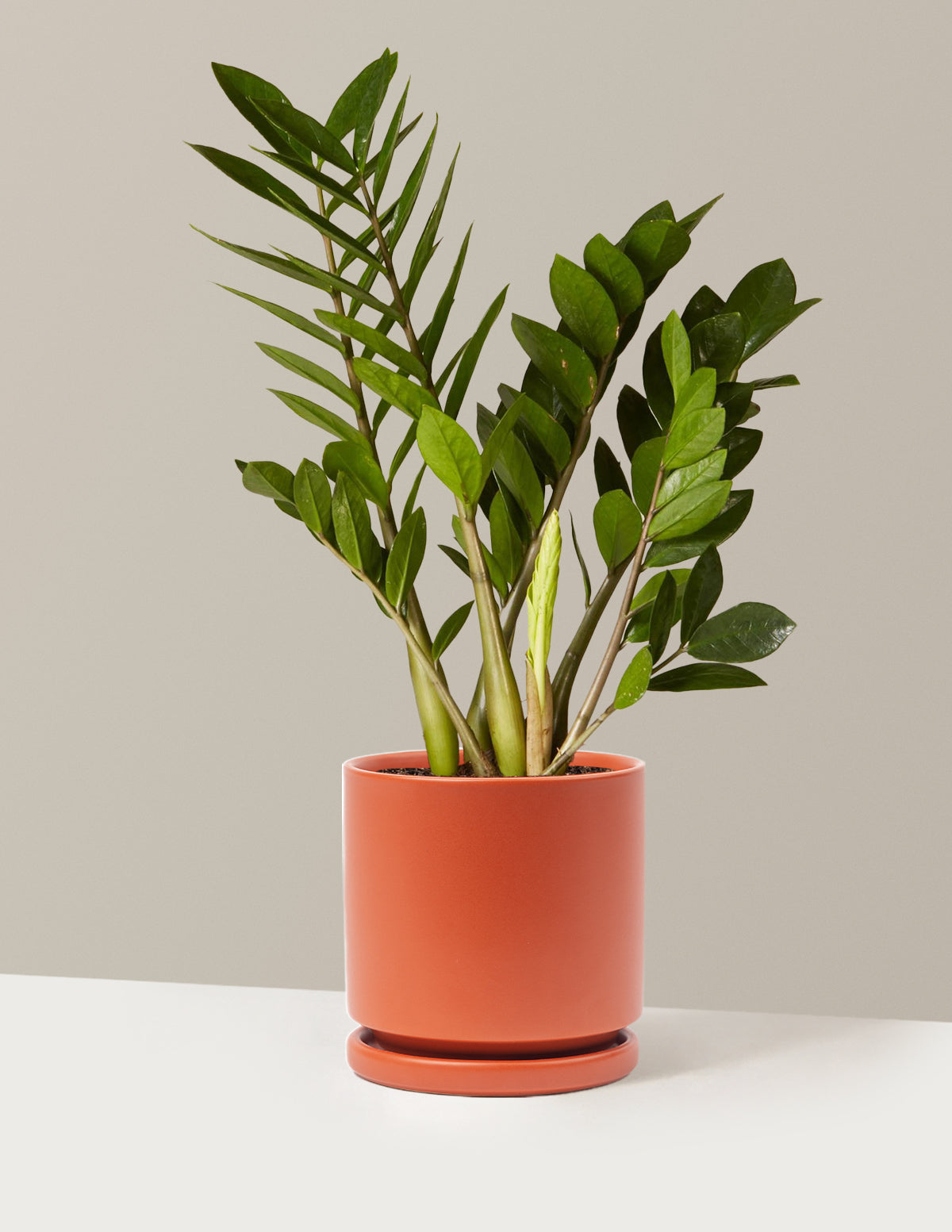 ZZ Plant
