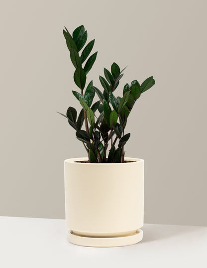 Black ZZ Plant