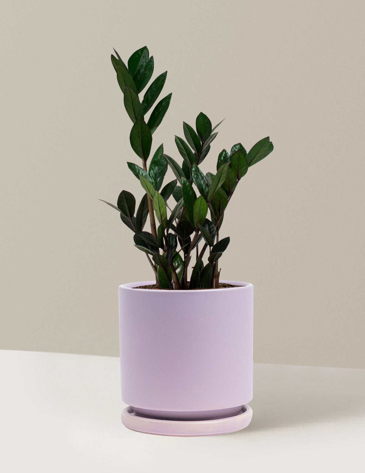 The Sill ZZ Plant - Thumbnail 2