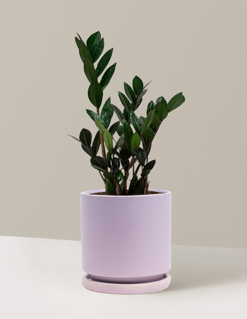 bundle | Classic | Isabella | Lavender