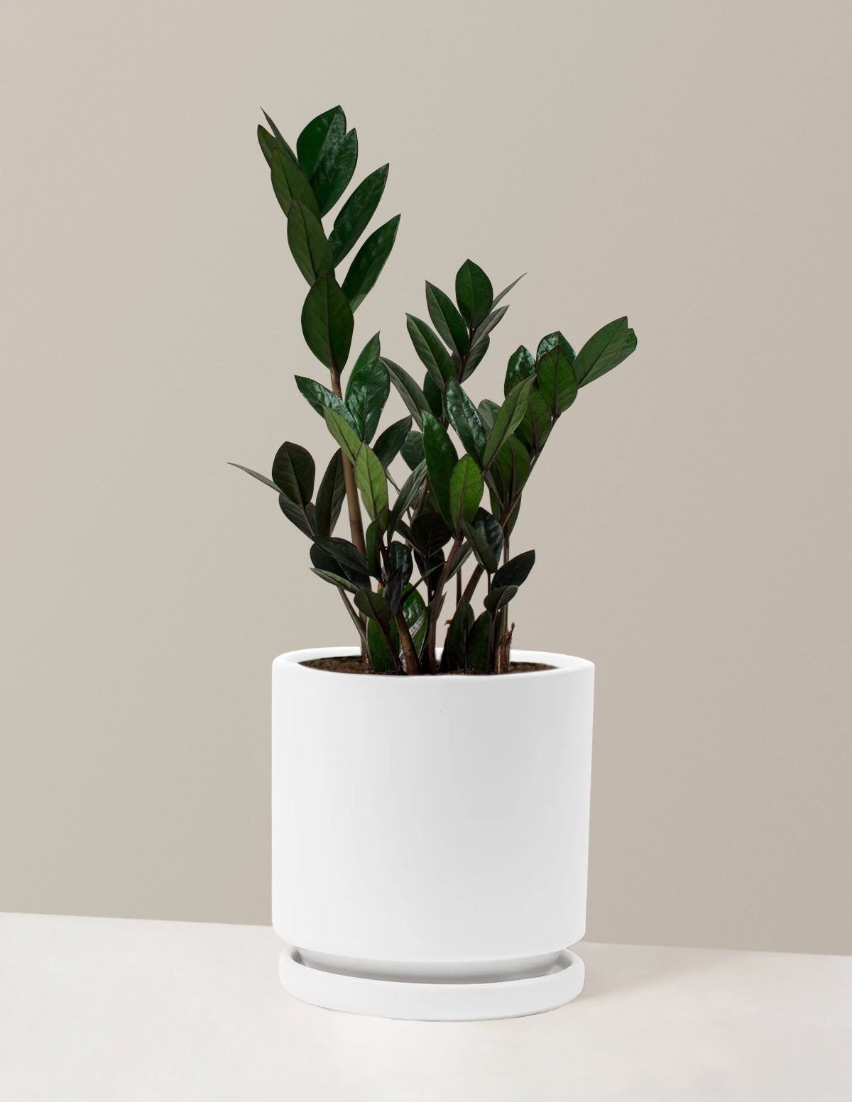 Black ZZ Plant