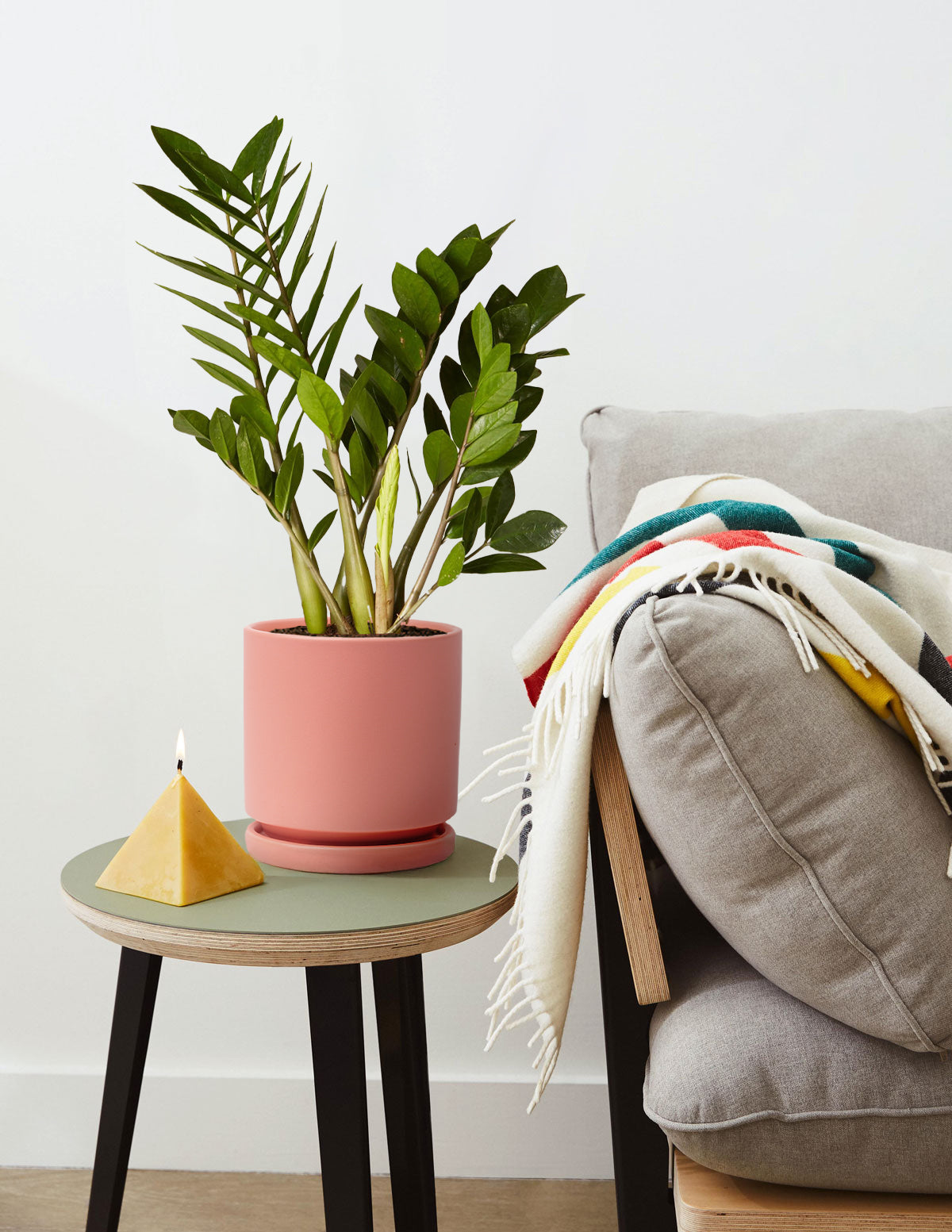 ZZ Plant