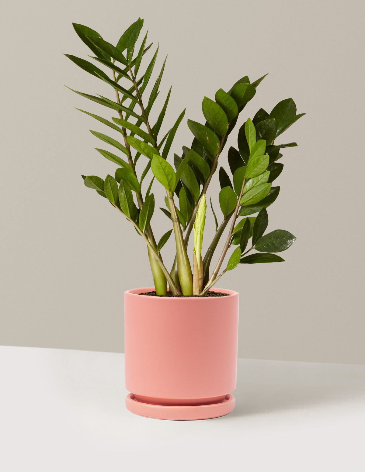 ZZ Plant