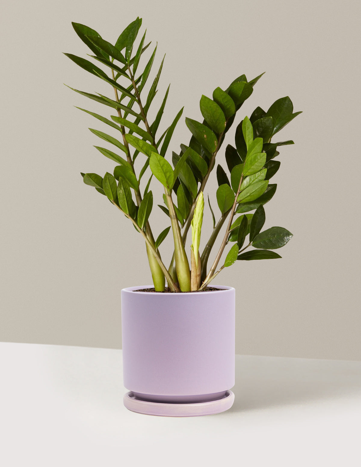 bundle | Medium | Isabella | Lavender