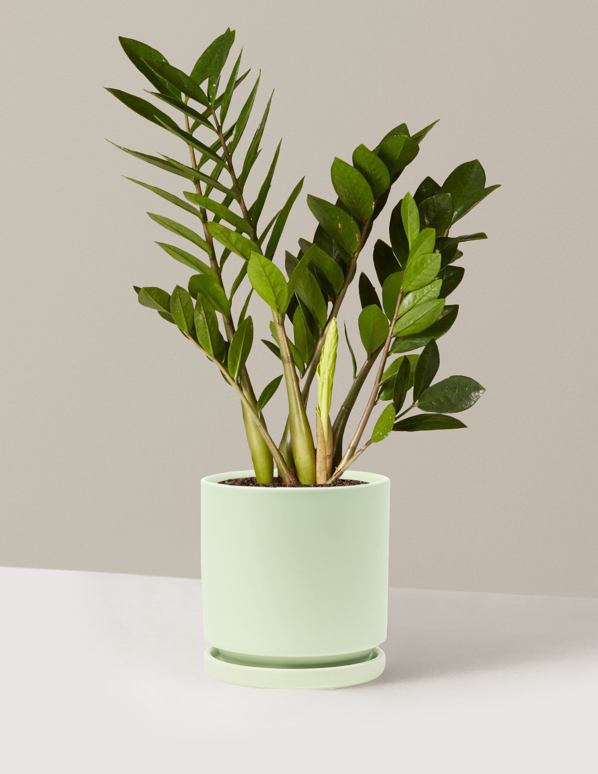 ZZ Plant | Low Light Plants & Houseplants Delivery | The Sill