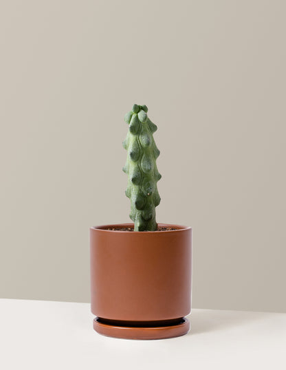 Boobie Cactus