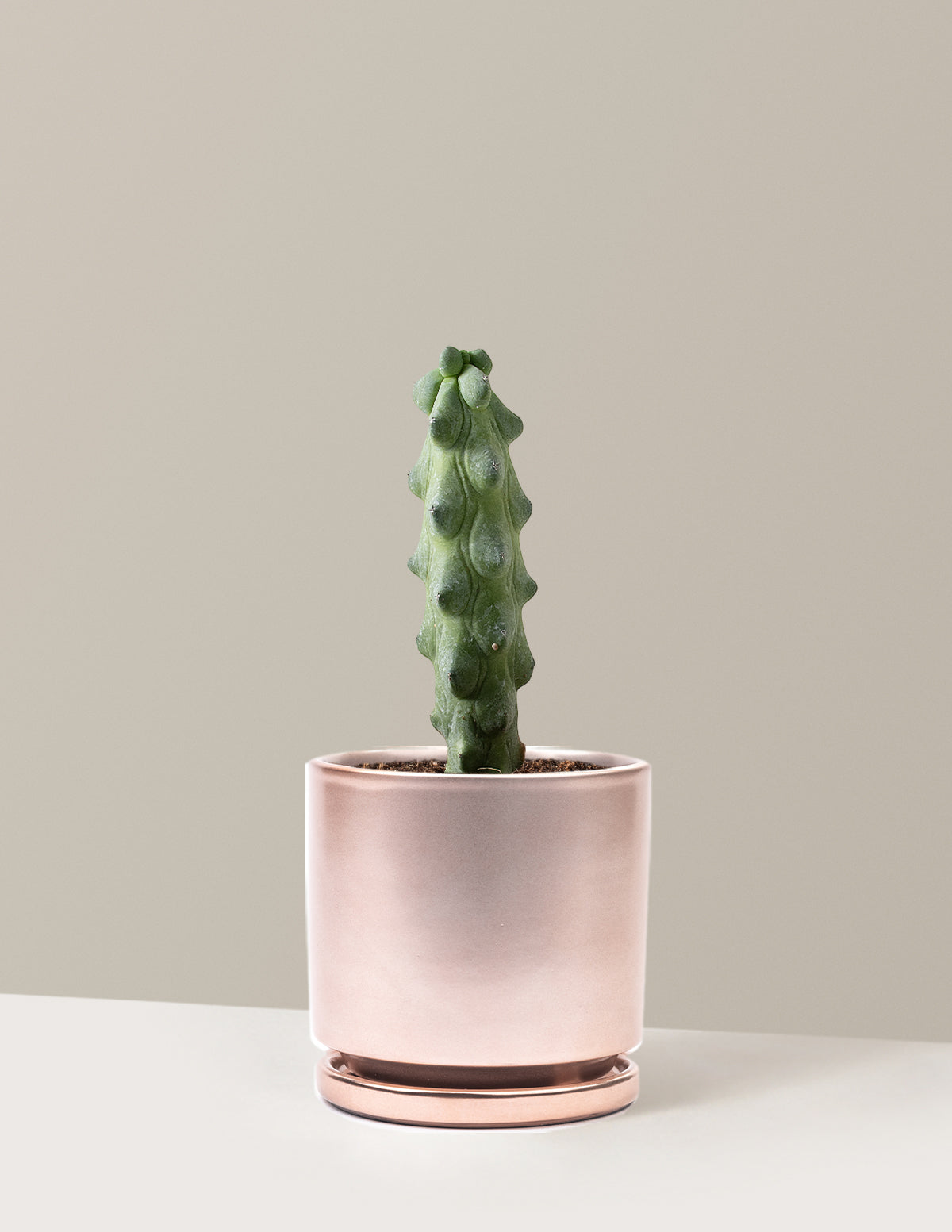 booby plant pot Boobie Cactus Houseplant with Planter - Medium (7"-12" tall) Rust Planter