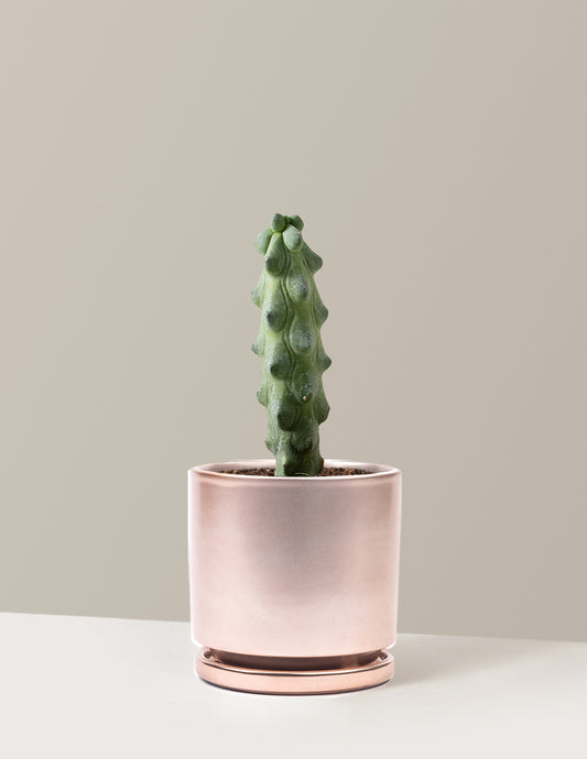 bundle | Medium | Isabella | Rose Gold