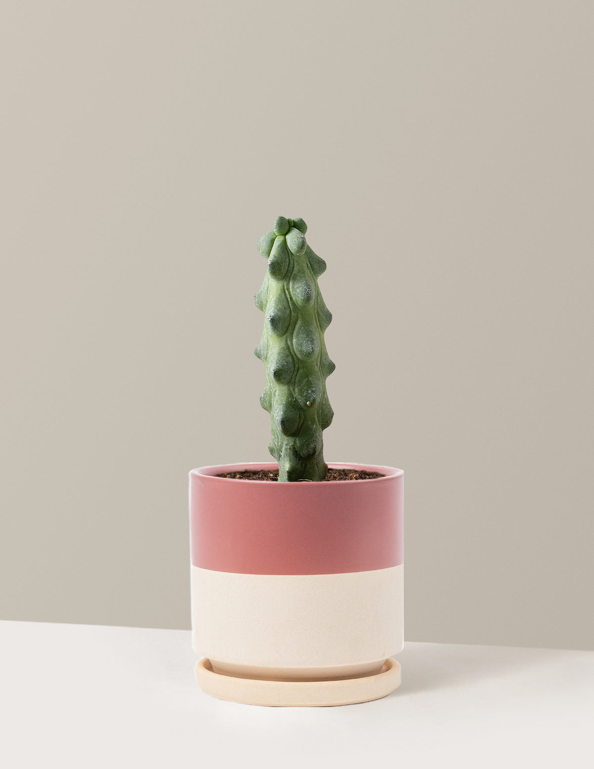 bundle | Medium | Isabella | Top Half Dusty Rose