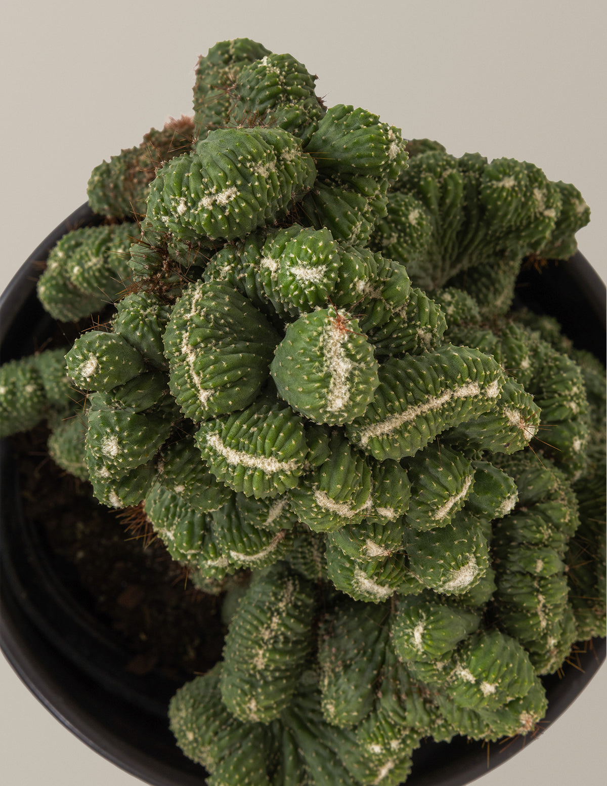Cereus Green Coral Cactus