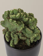 Cereus Green Coral Cactus