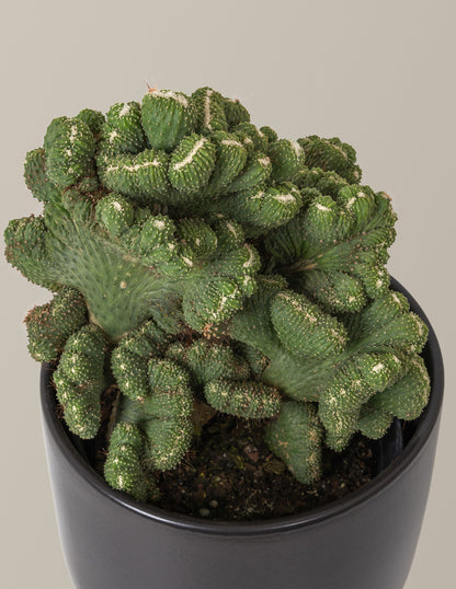 Cereus Green Coral Cactus