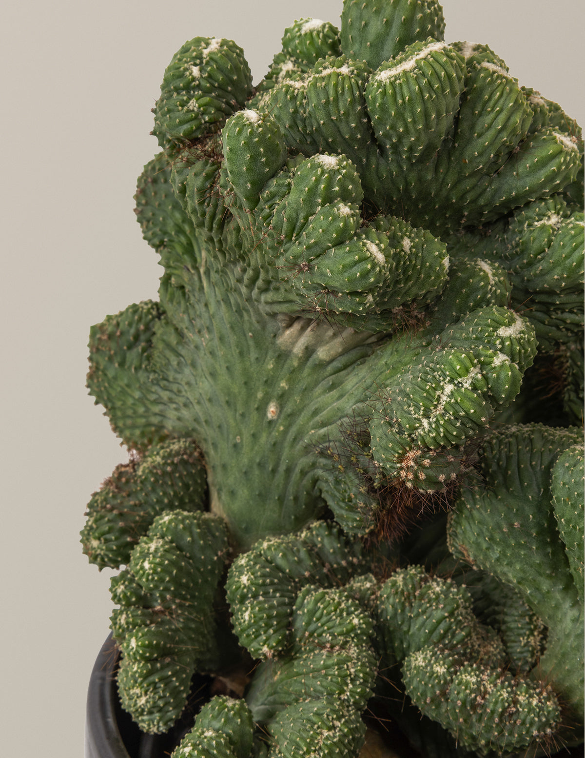 Cereus Green Coral Cactus