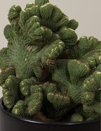 Cereus Green Coral Cactus