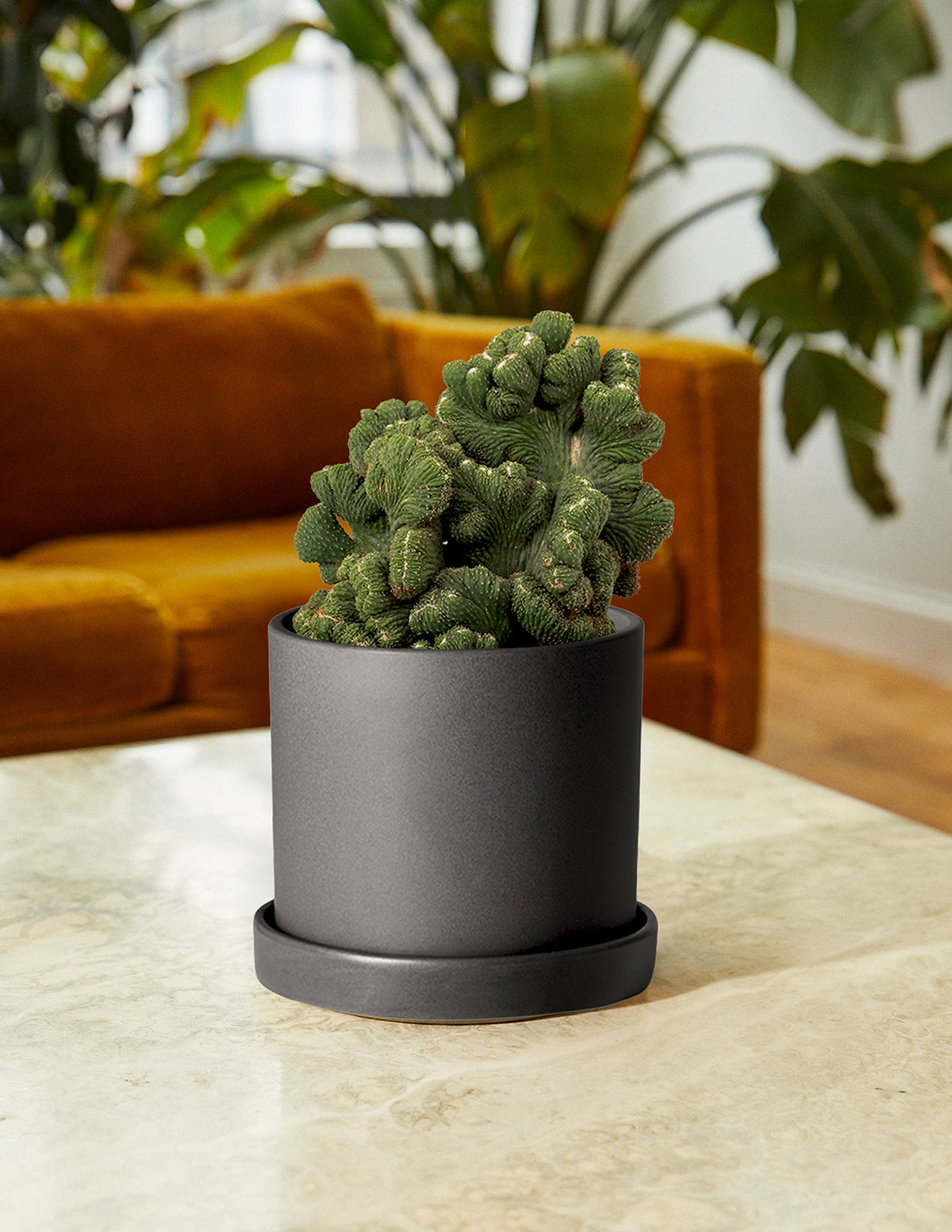 files/the-sill_Medium_Cereus-Green-Coral-Cactus_Medium_Hyde_Black_Lifestyle_2.jpg