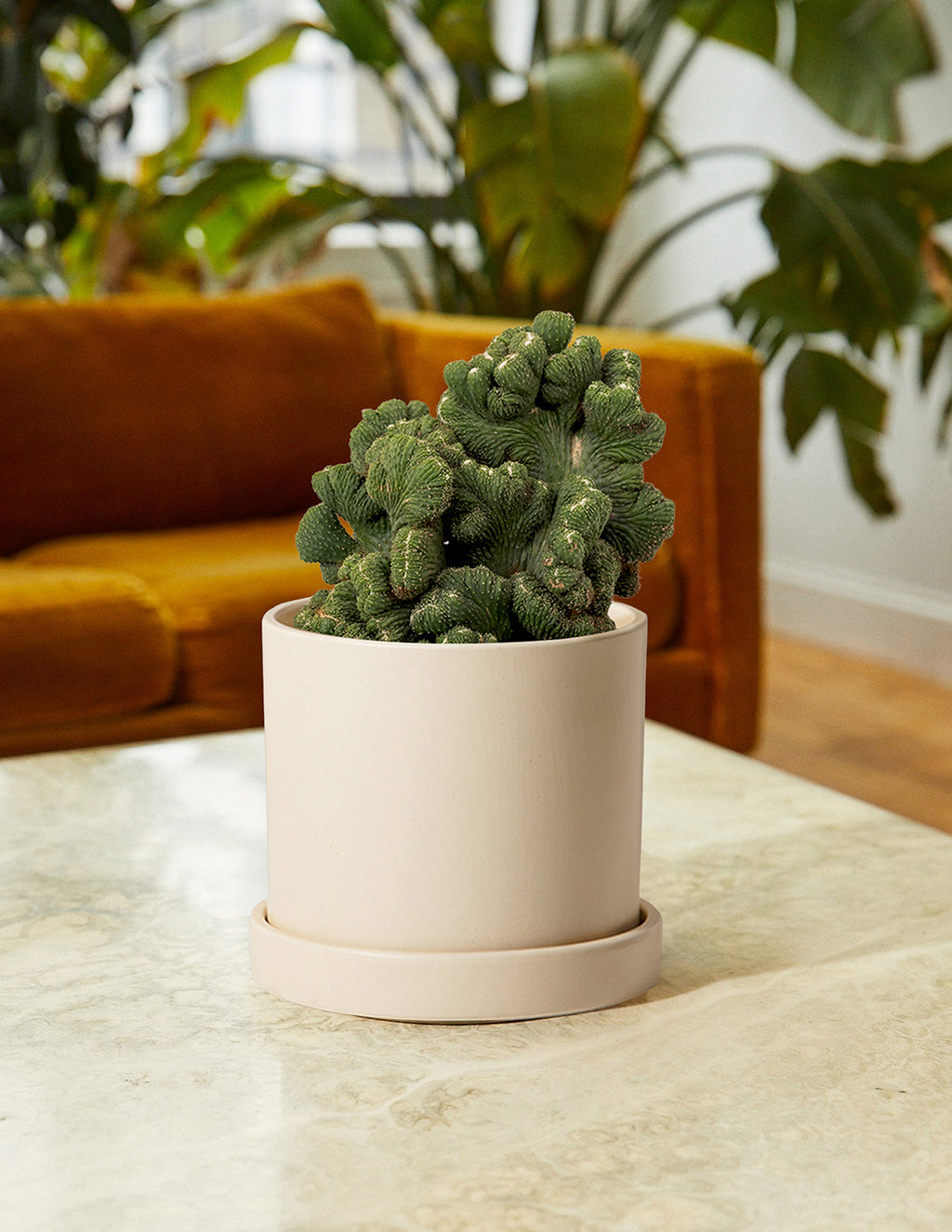 Cereus Green Coral Cactus
