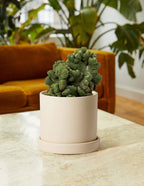 Cereus Green Coral Cactus