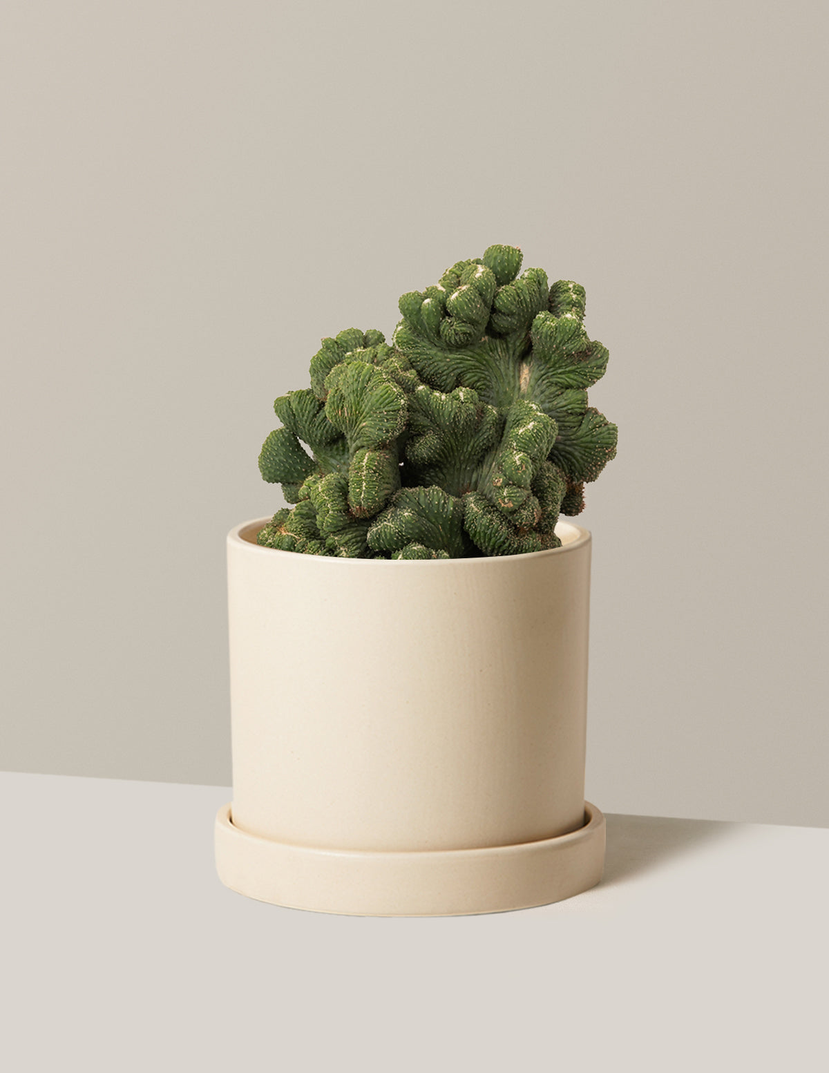 bundle | Medium | Hyde | Cream