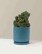 Cereus Green Coral Cactus
