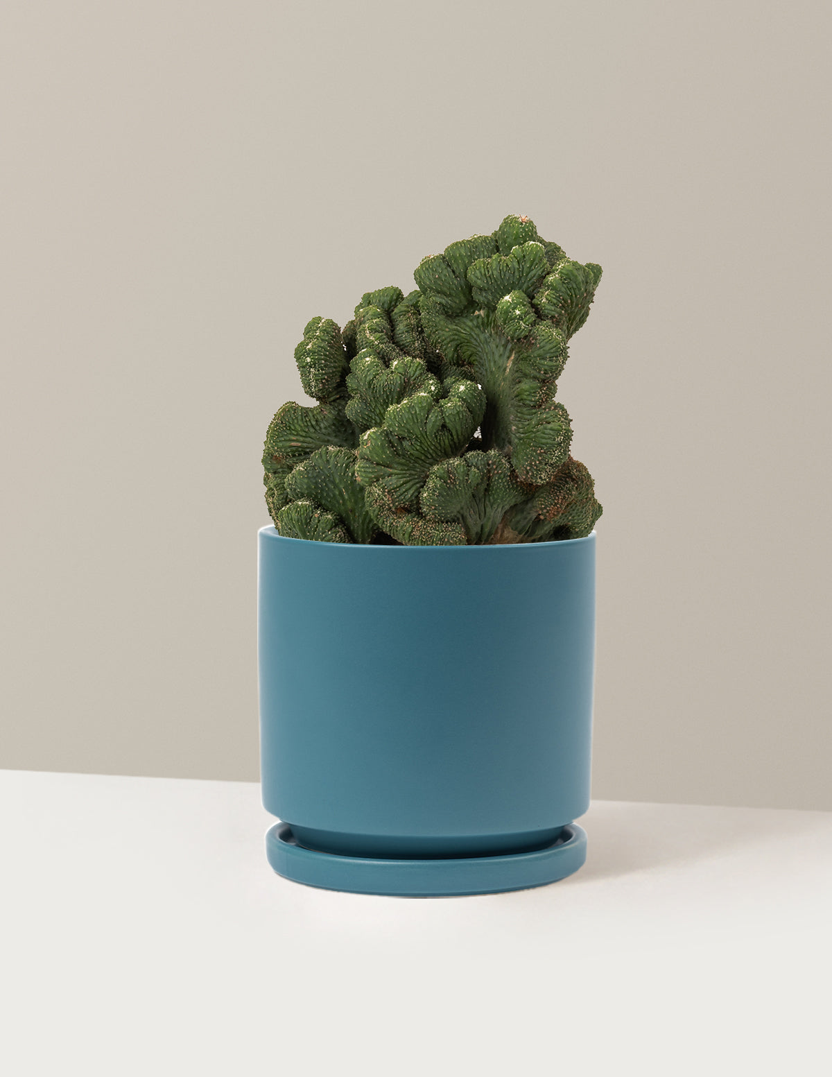 Cereus Green Coral Cactus