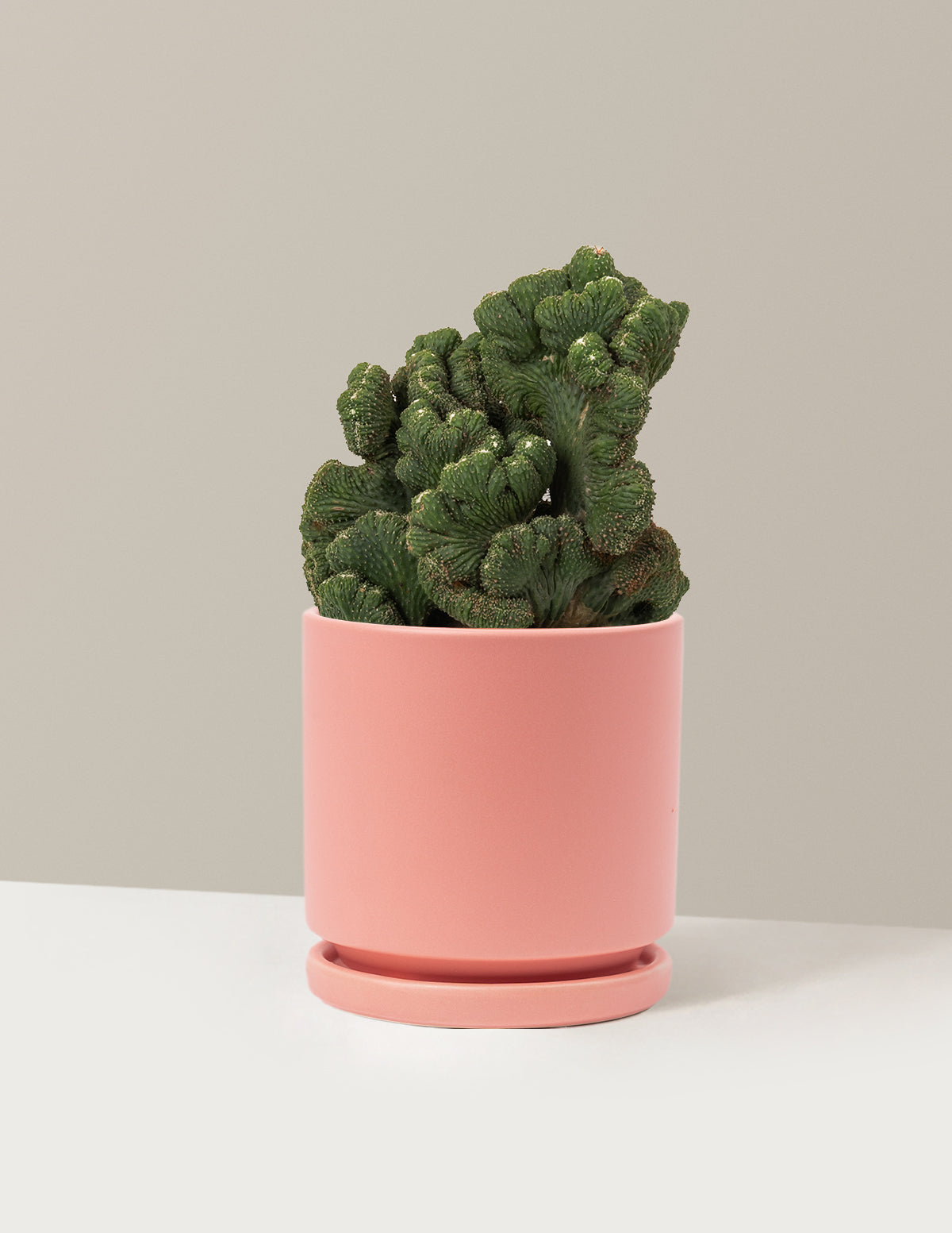 bundle | Medium | Isabella | Bubblegum