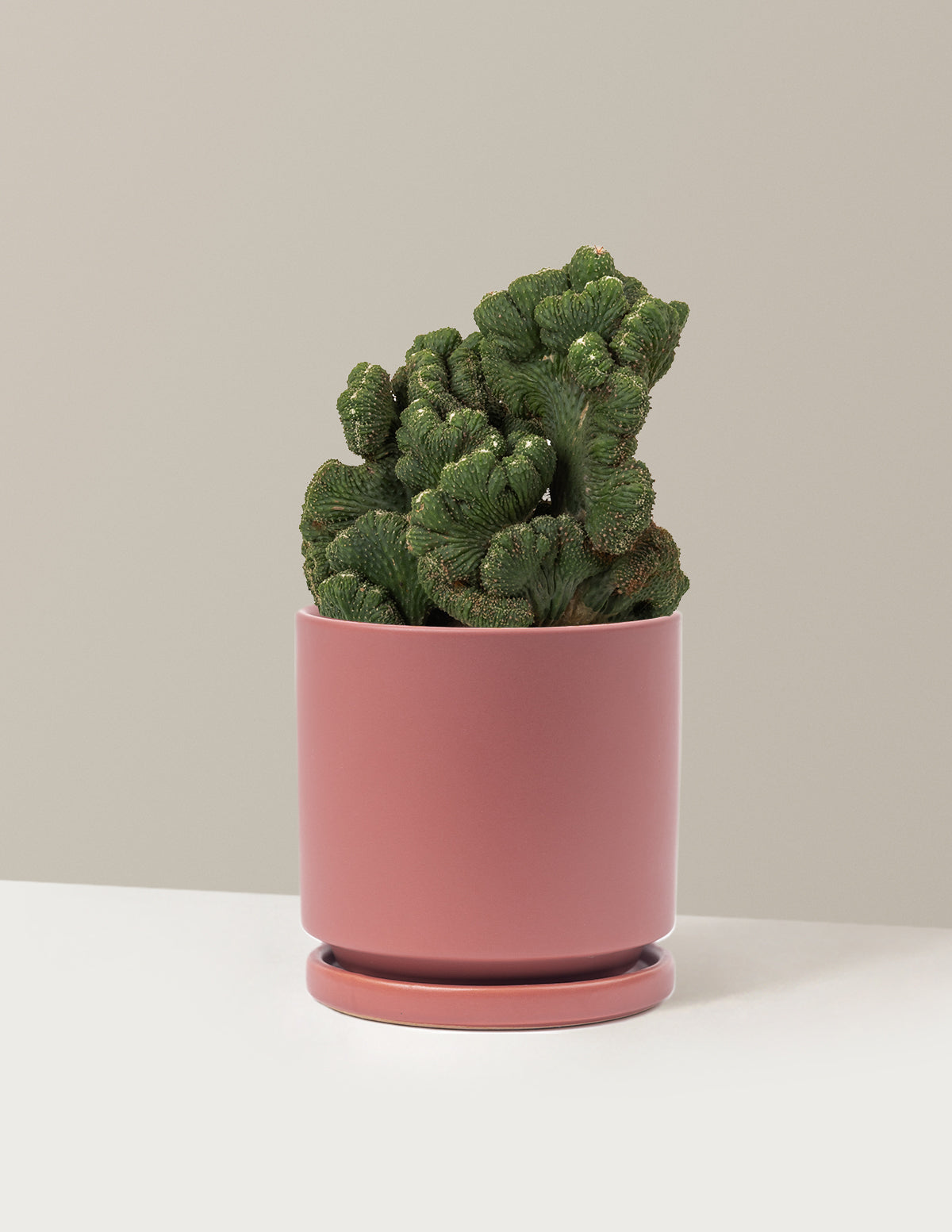 bundle | Medium | Isabella | Dusty Rose